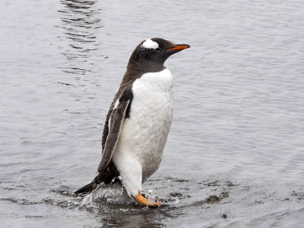 Gentoo Πιγκουίνος Pygoscelis Παπούα Βάσει Της Θάλασσας Θαλάσσιο Λιοντάρι Νησί — Φωτογραφία Αρχείου