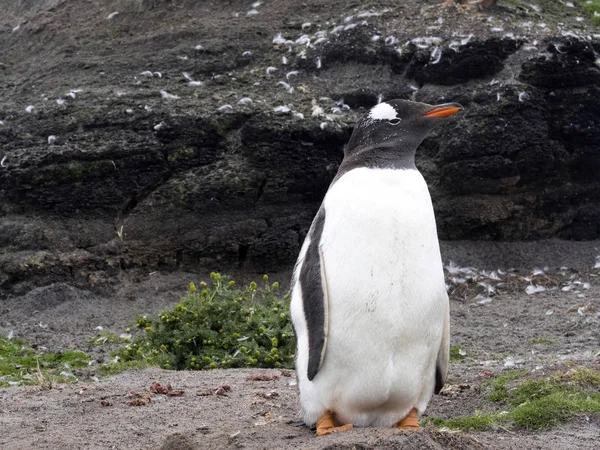 Porträtt Gentoo Penguin Pygoscelis Papua Sea Lion Island Falklandsen Malvinas — Stockfoto