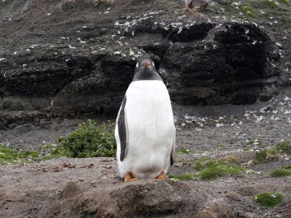 Portrait Pingouin Gentoo Pygoscelis Papouasie Île Sea Lion Malouines — Photo