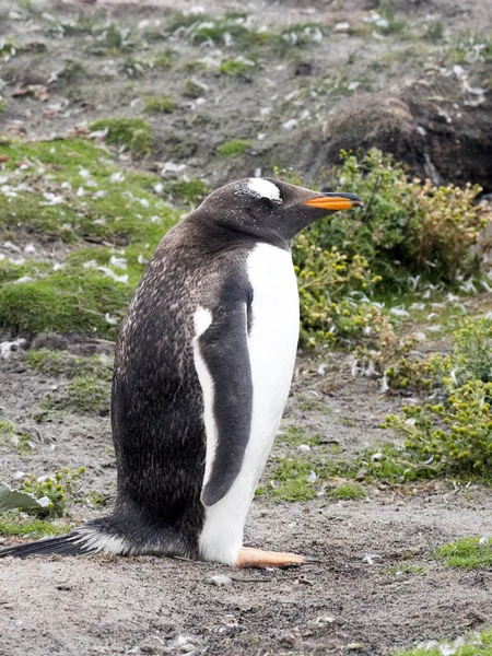 Porträtt Gentoo Penguin Pygoscelis Papua Sea Lion Island Falklandsen Malvinas — Stockfoto