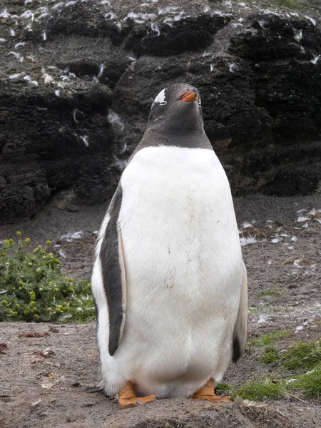 Retrato Pinguim Gentoo Pygoscelis Papua Sea Lion Island Malvinas Malvinas — Fotografia de Stock