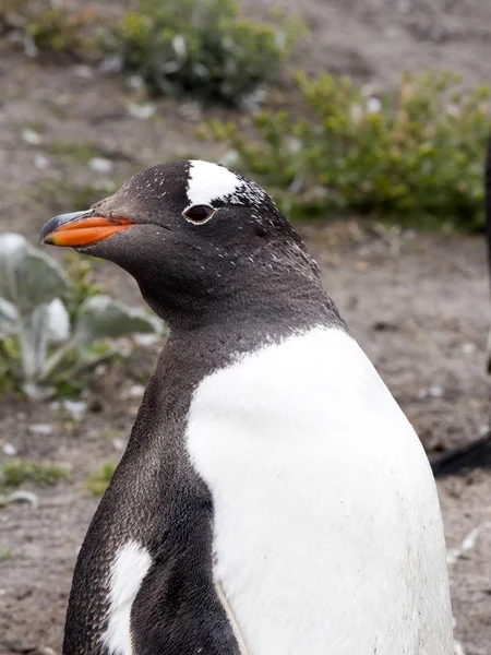 Portrait Pingouin Gentoo Pygoscelis Papouasie Île Sea Lion Malouines — Photo