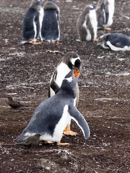 Pinguim Gentoo Pygoscelis Papua Pinto Alimentar Sea Lion Island Falkland — Fotografia de Stock