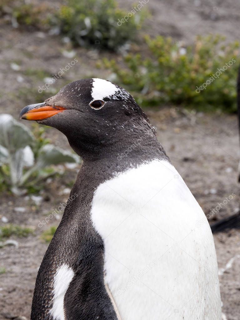 Portrait of Gentoo penguin, Pygoscelis Papua, Sea Lion Island, Falklands / Malvinas