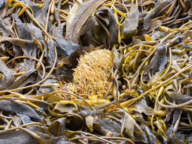 büyük dev deniz yosunu, Atlantik Okyanusu, Falkland Adaları Malvinas arapsaçı