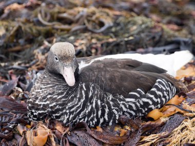  kadın Kelp kaz, Chloephaga boş, deniz aslanı, Falkland-Malvinas,