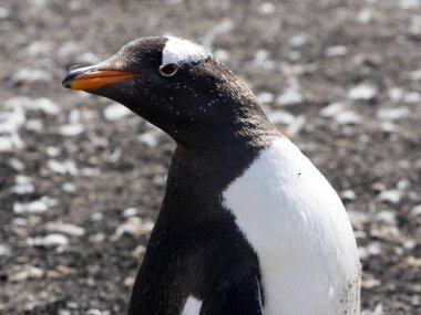 portre Gentoo pengueni, Pygoscelis Papua,, aslan Adası, Falkland / Malvinas