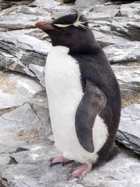 Pinguim Rockhopper Crisóvia Dos Eudyptes Ilha Leão Marinho Ilhas Malvinas — Fotografia de Stock