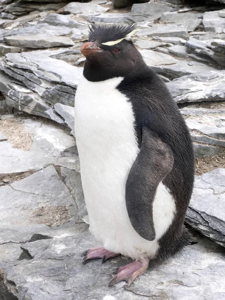 Rockhopper Penguin Eudyptes Chrysocome Λιοντάρι Νησί Θάλασσας Νήσοι Φώκλαντ Μαλβίνας — Φωτογραφία Αρχείου