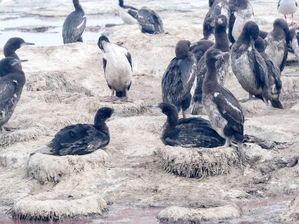 Gran Colonia Anidación Imperial Shag Phalacrocorax Atriceps Sea Lion Island —  Fotos de Stock