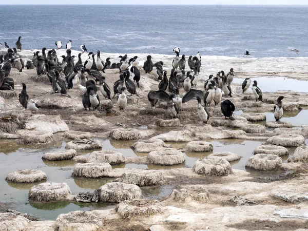 Stora Häckande Koloni Imperial Shag Phalacrocorax Atriceps Sea Lion Island — Stockfoto