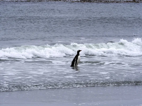 巴布亚企鹅 Pygoscelis 巴布亚 在海狮岛 福克兰群岛 马尔维纳斯 — 图库照片