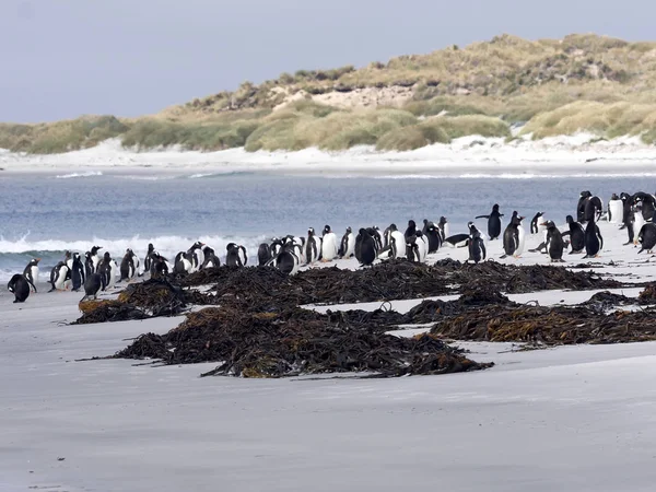 Pingwin Białobrewy Pygoscelis Papua Morze Lion Island Falklandzkich Malwiny — Zdjęcie stockowe