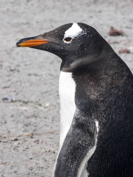 Portrait Pingouin Gentoo Pygoscelis Papouasie Île Lion Falkland Malouines — Photo