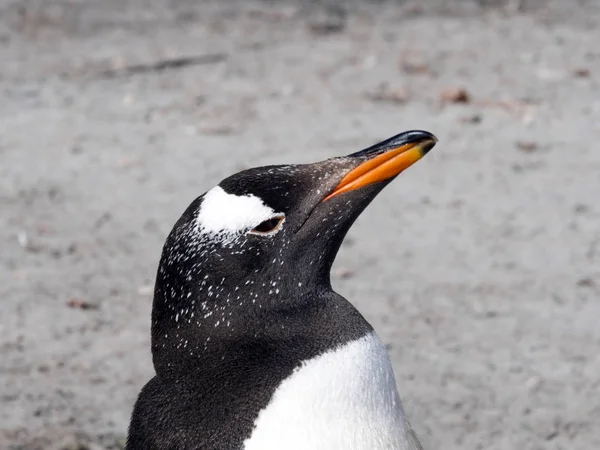 Retrato Pinguim Gentoo Pygoscelis Papua Ilha Leão Falkland Malvinas — Fotografia de Stock
