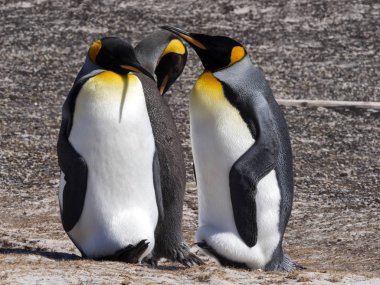 Kral penguen, Aptenodytes patagonicus, Olic Adası, Falkland Adaları-Malvinas