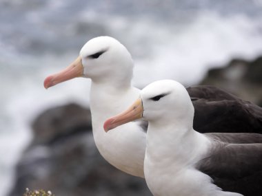 Kara kaşlı Albatros, Thalassarche melanophris, Olic Adası, Falkland-Malvinas