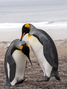 Kral penguen, Aptenodytes patagonicus, iskandil Adası, Falkland Adaları-Malvinas