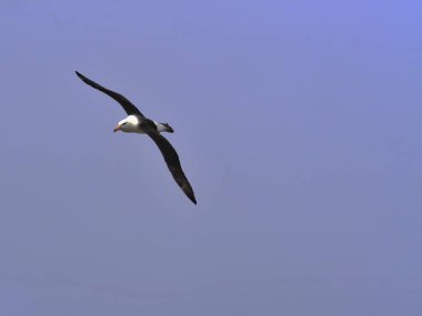 Kara kaşlı Albatros, Thalassarche melanophris, Olic Adası, Falkland Adaları-Malvinas uçan