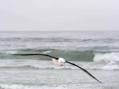 Flying Black-browed Albatross, Thalassarche melanophris, island of Sounders, Falkland Islands-Malvinas clipart