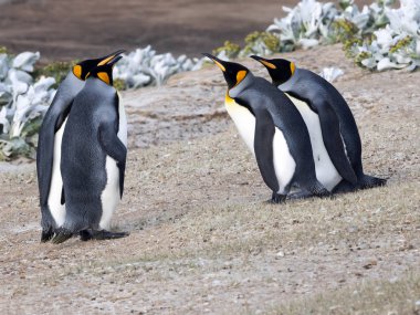 Kral penguen, Aptenodytes patagonicus, iskandil Adası, Falkland Adaları-Malvinas