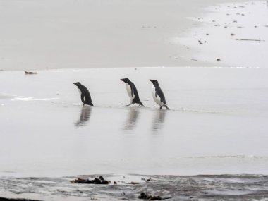 Rockhopper penguen, Eudyptes chrysocome, Olic Adası, Falkland Adaları-Malvinas