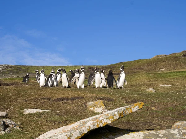 Skupina Tučňák Magellanský Spheniscus Magellanicus Saunders Island Faerské Ostrovy Malvíny — Stock fotografie