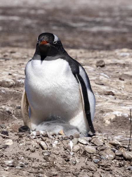 Pingouin Gentoo Pygoscelis Papua Réchauffe Les Jeunes Île Sounders Îles — Photo