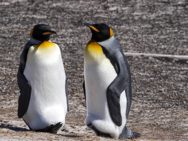 Király Pingvin Aptenodytes Patagonicus Jelzők Island Falkland Szigetek Szigetek — Stock Fotó