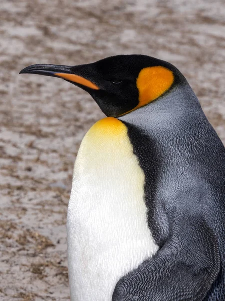 Rei Pinguim Aptenodytes Patagonicus Ilha Sounders Ilhas Malvinas — Fotografia de Stock