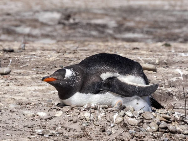 Pingouin Gentoo Pygoscelis Papua Réchauffe Les Jeunes Île Sounders Îles — Photo