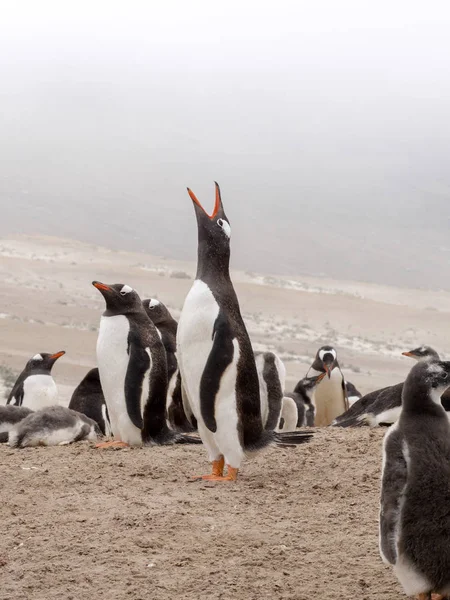 Grande Colônia Nidificação Pinguim Gentoo Pygoscelis Papua Ilha Sounders Ilhas — Fotografia de Stock