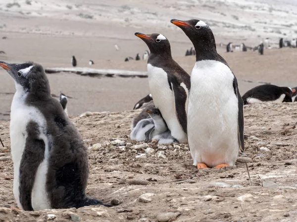 Gentoo Pingüino Pygoscelis Papua Con Joven Sounder Island Islas Malvinas — Foto de Stock