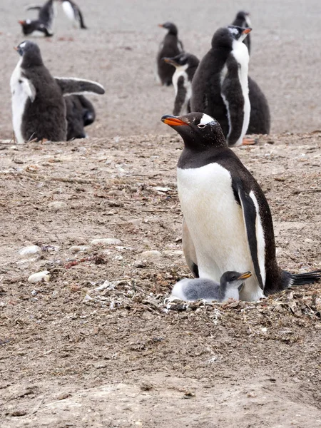 Gentoo Penguin Pygoscelis Papua Med Unge Ekolodet Island Falkland Islands — Stockfoto
