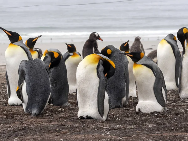 Kral Penguen Aptenodytes Patagonicus Iskandil Adası Falkland Adaları Malvinas — Stok fotoğraf