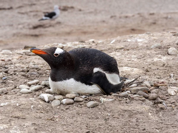 Pinguim Cavalheiro Pygoscelis Papua Ninho Ilha Sounder Ilhas Malvinas — Fotografia de Stock