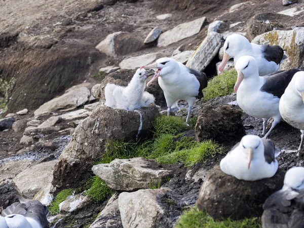 Albatros Cejas Negras Thalassarche Melanophris Alimentación Joven Island Sounders Malkland —  Fotos de Stock