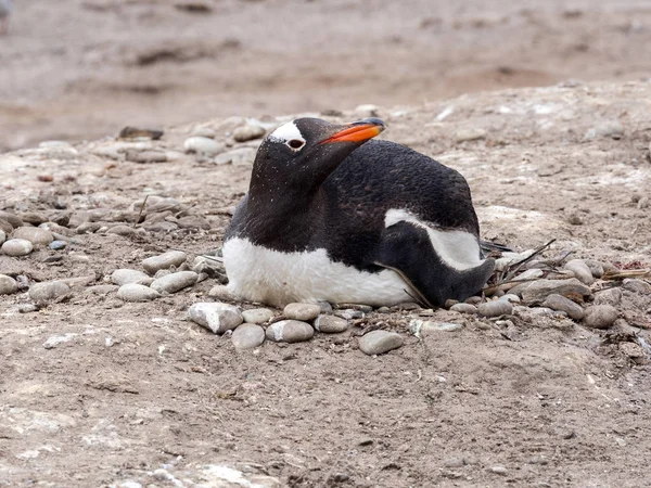 Pinguim Cavalheiro Pygoscelis Papua Ninho Ilha Sounder Ilhas Malvinas — Fotografia de Stock