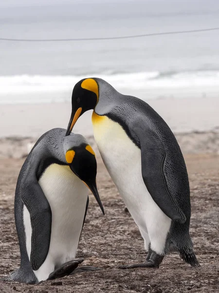 Király Pingvin Aptenodytes Patagonicus Rendezettebb Island Falkland Szigetek Szigetek — Stock Fotó