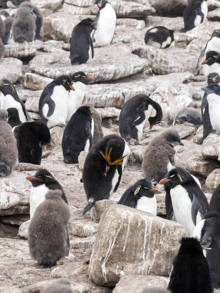 Pingüino Rockhopper Eudyptes Chrysocome Isla Sounders Islas Malvinas —  Fotos de Stock