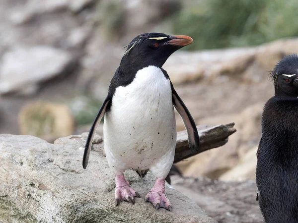 Tučňák Eudyptes Chrysocome Soundres Ostrov Falklandy Malvíny — Stock fotografie
