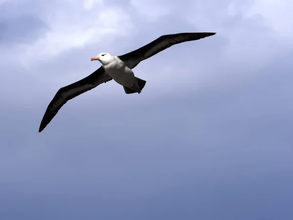 飛んでマユグロアホウドリ Thalassarche Melanophris シアトル サウンダーズ島フォークランド諸島マルビナス諸島 — ストック写真