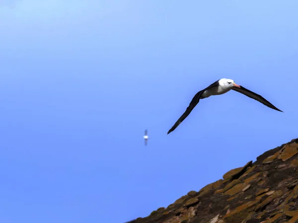 Літаючих Чорні Брови Альбатрос Версія Melanophris Острів Зонди Фолклендські Острови — стокове фото