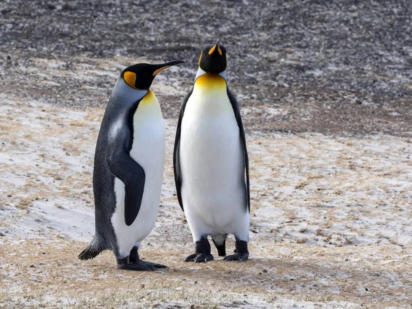 Király Pingvin Aptenodytes Patagonicus Rendezettebb Island Falkland Szigetek Szigetek — Stock Fotó