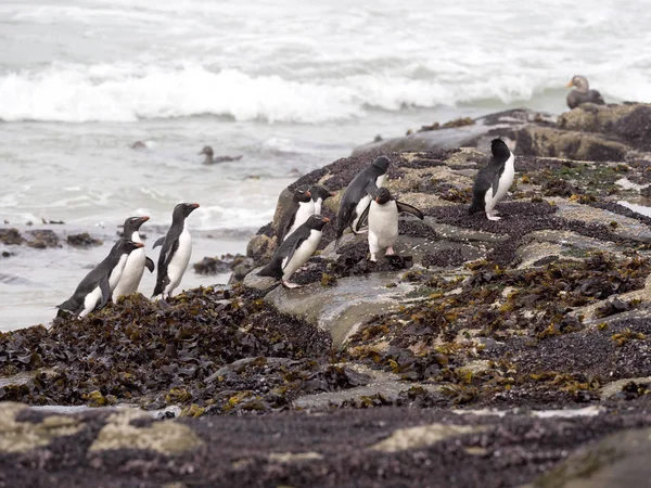 Rockhopper Penguin Eudyptes Chrysocome Νησί Των Βυθόμετρα Νήσοι Φώκλαντ Μαλβίνας — Φωτογραφία Αρχείου