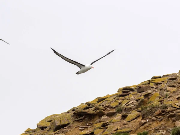 Flying Black Browed Albatros Thalassarche Melanophris Isla Sounders Islas Malvinas — Foto de Stock