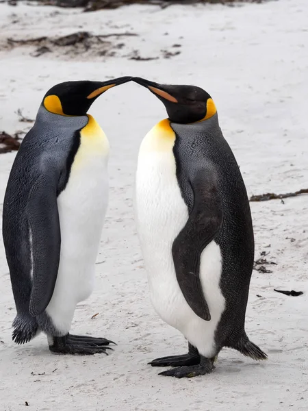King Penguin Aptenodytes Patagonicus Sunder Island Falkland Islands Malvinas — стоковое фото