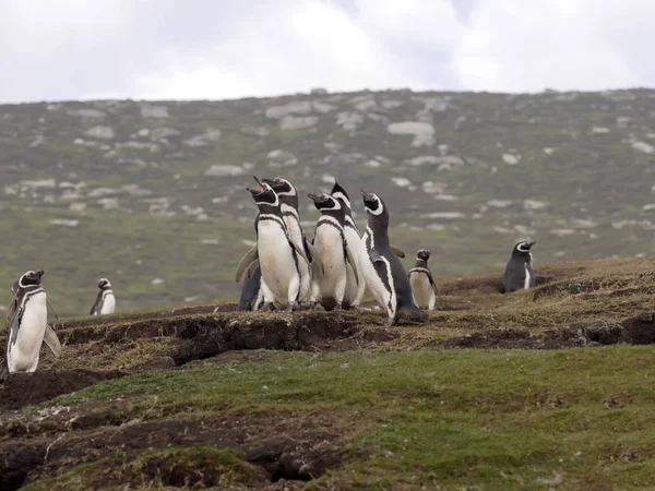 Zagnieżdżanie Kolonii Pingwinów Magellana Spheniscus Magellanicus Wyspa Sygnalizatory Akustyczne Falkland — Zdjęcie stockowe