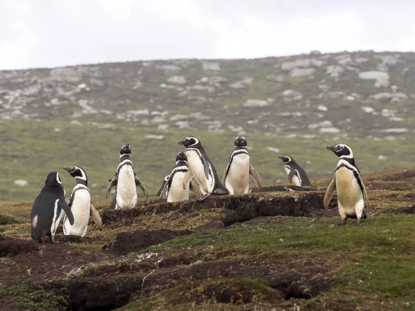 Vnoření Kolonie Tučňáků Magellanských Spheniscus Magellanicus Ostrov Sirén Falklandské Ostrovy — Stock fotografie