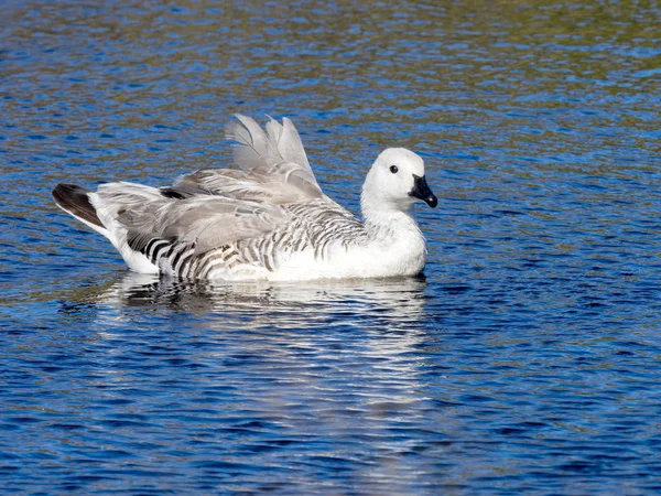 Magellan Husa Chloephaga Picta Mláďata Falklandské Ostrovy — Stock fotografie